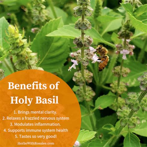 tulsi pron|29 Tulsi Health Benefits .